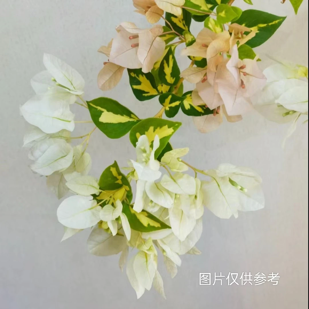 【金心黄白】【包对版】三角梅四季开花爬藤飘枝好养护【无售后】