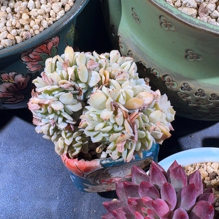 奶茶 缀化 一物一拍