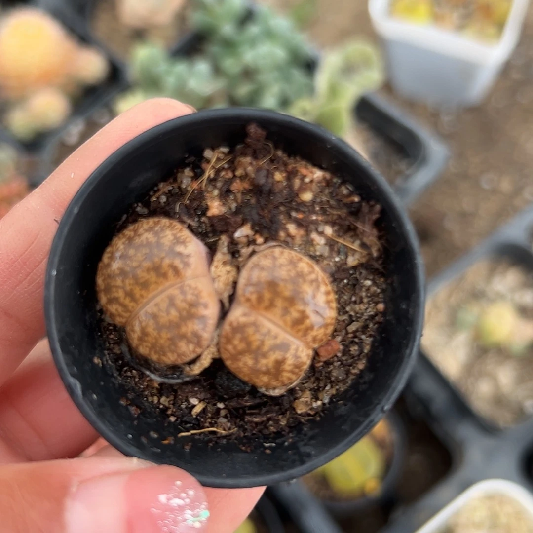 多肉植物多肉植物