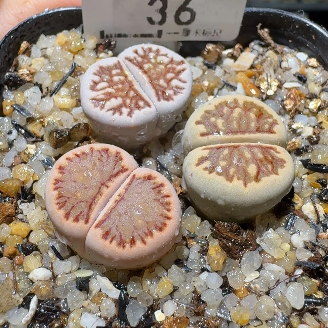 Ssss便宜出了清仓36