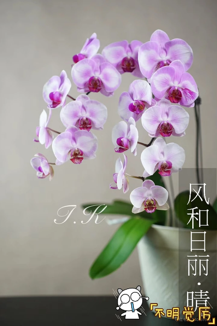 蝴蝶兰淑女四颗开爆花卉绿植空气超级个性张扬美丽高端大气上档次