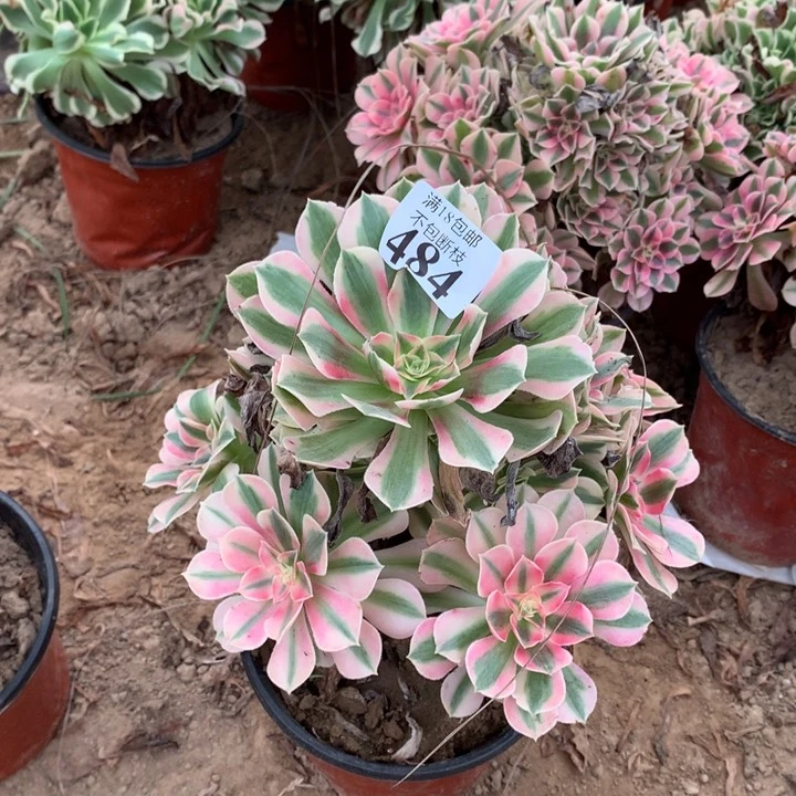 484粉女巫手捧4号