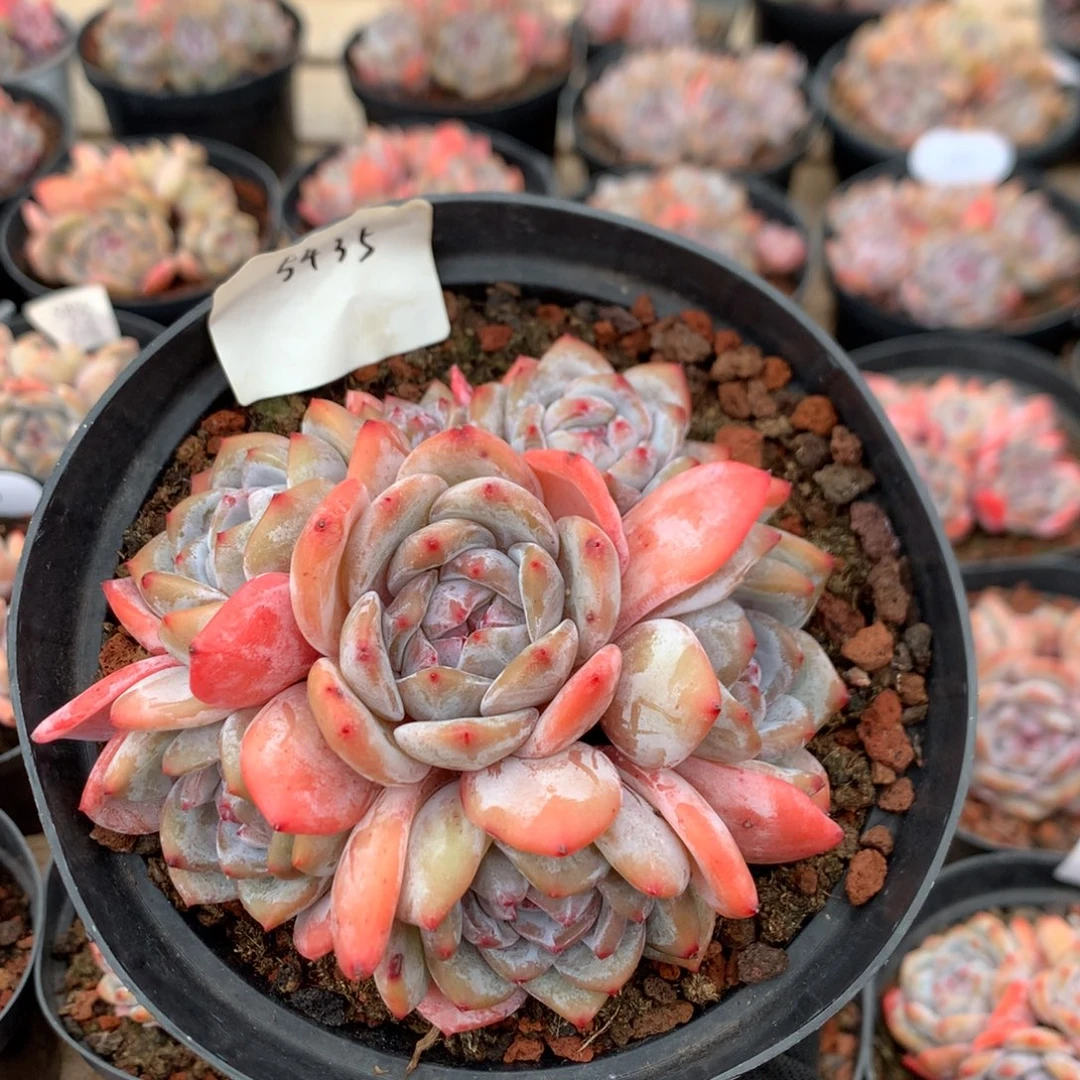 12.3厘米七头石榴籽捧花 无砍 5435