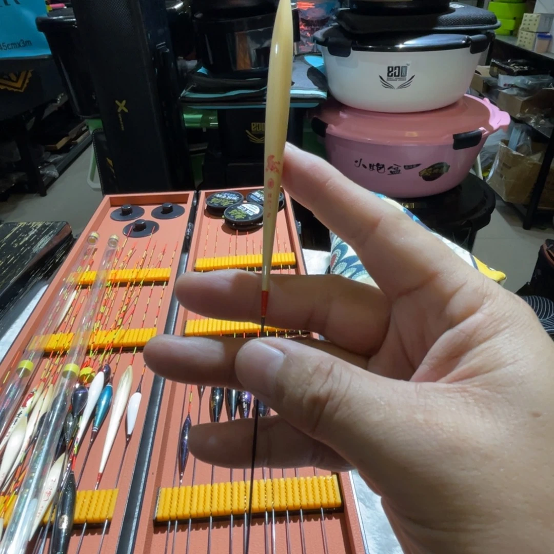 猪***蹄茅草深圳小金24-2号