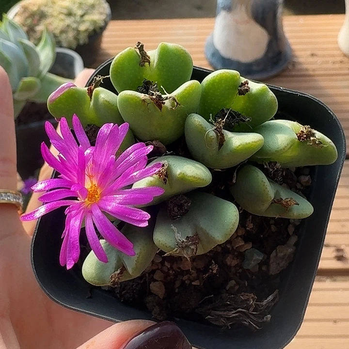 紫花少将一物一拍大群32