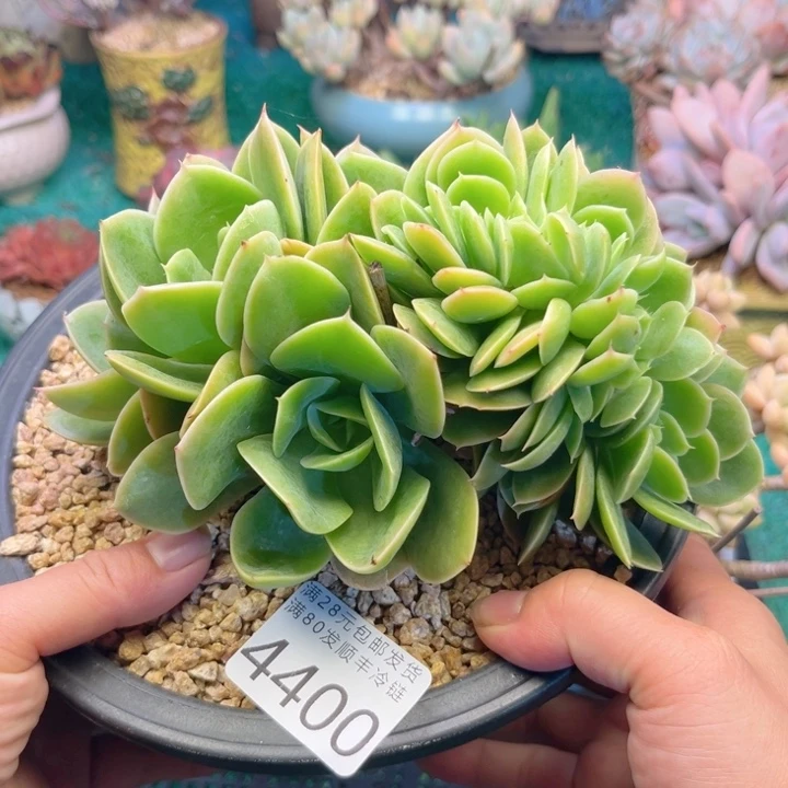 大4400:）xxchgcxvv