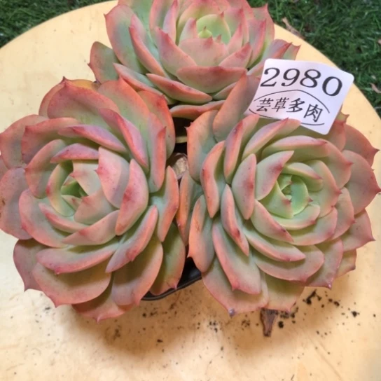 白雪公主，2980，一物一拍