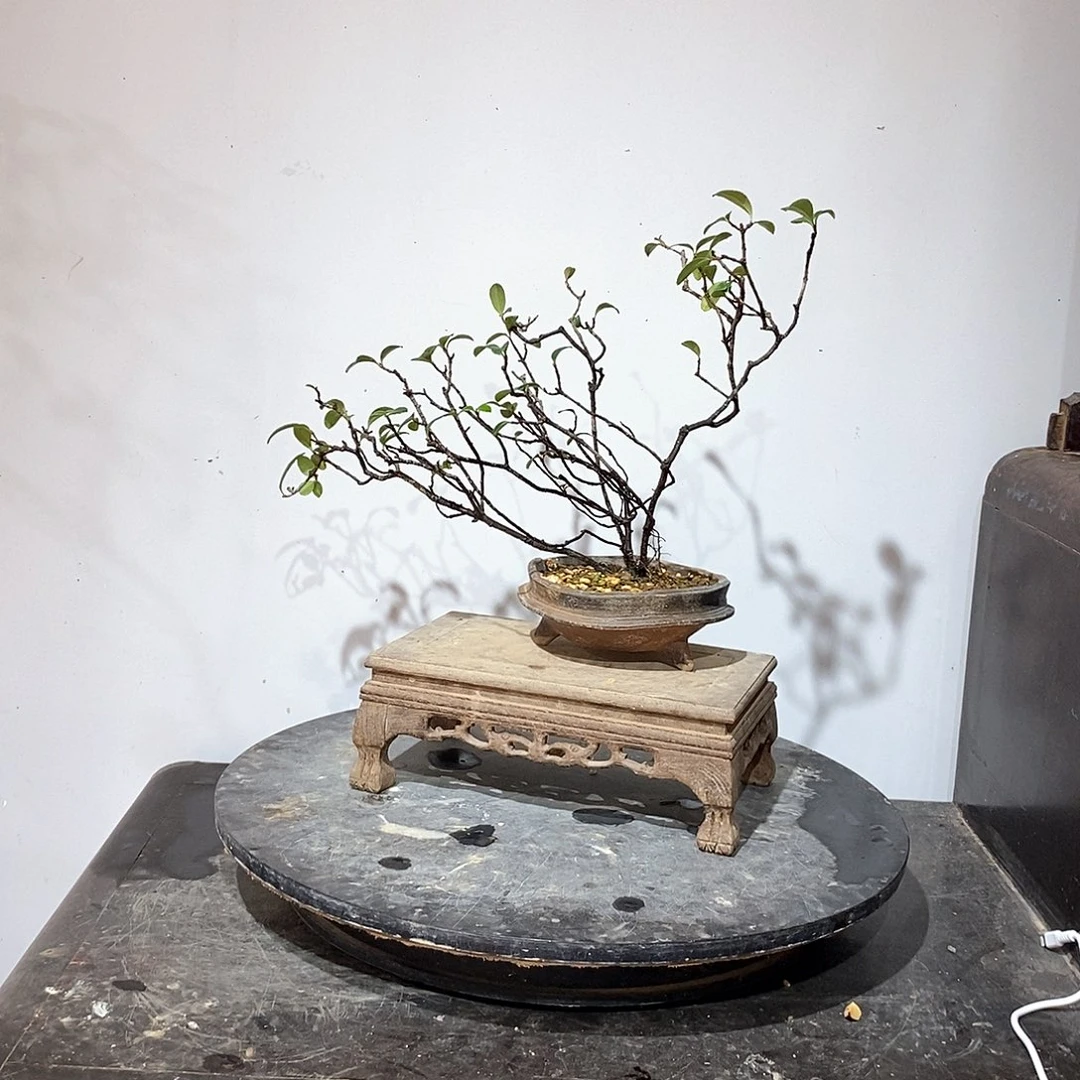 春花88888885*春花888888