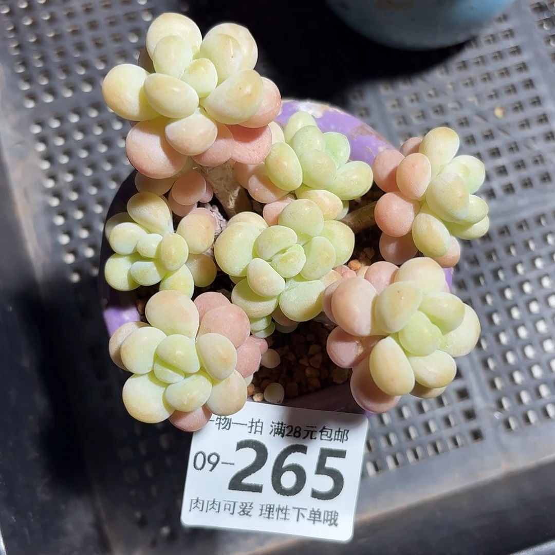 洛可可多肉无盆土发货无盆土发货无