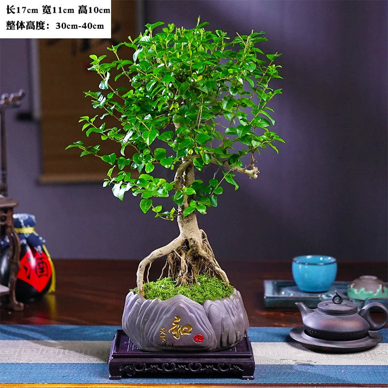 盆栽苗植物花卉微景观办公室内好养四季常青盆景