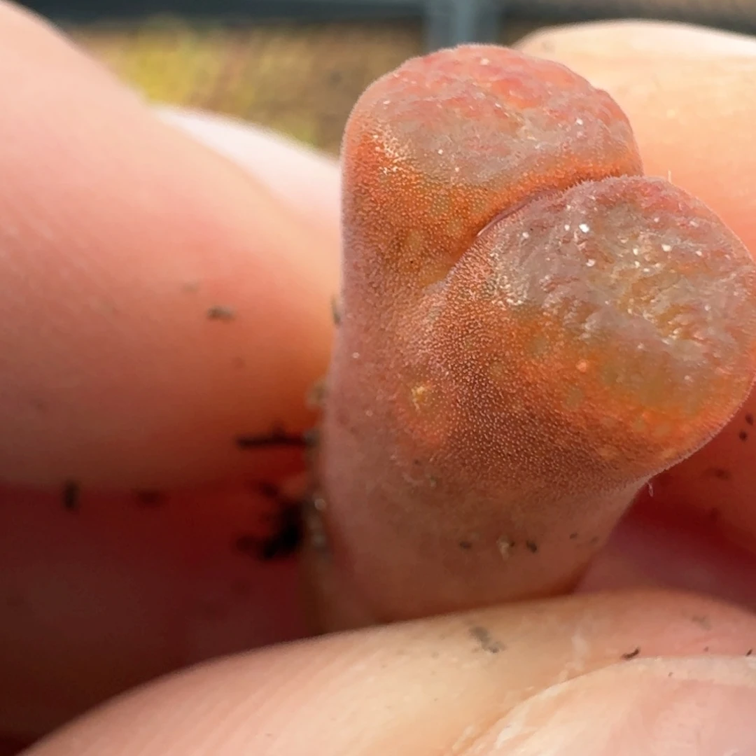 29蛋糕一颗一物一拍