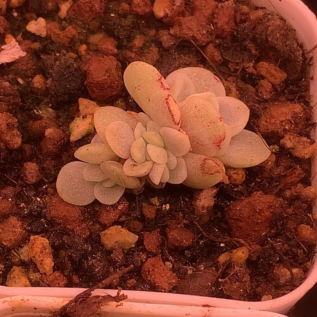 冰玉石化锦缀化一物一拍 3厘米zuoy