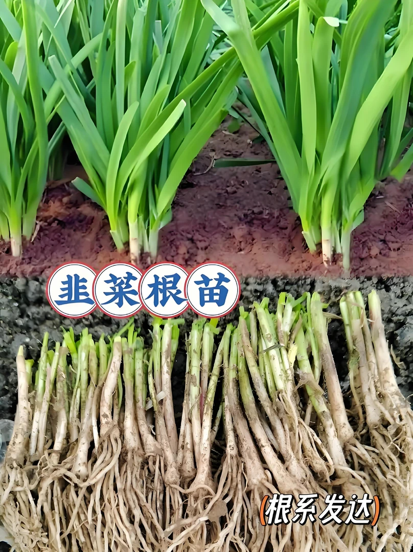 现挖紫根韭菜根苗粗根宽叶细叶阳台蔬菜盆栽发芽种植