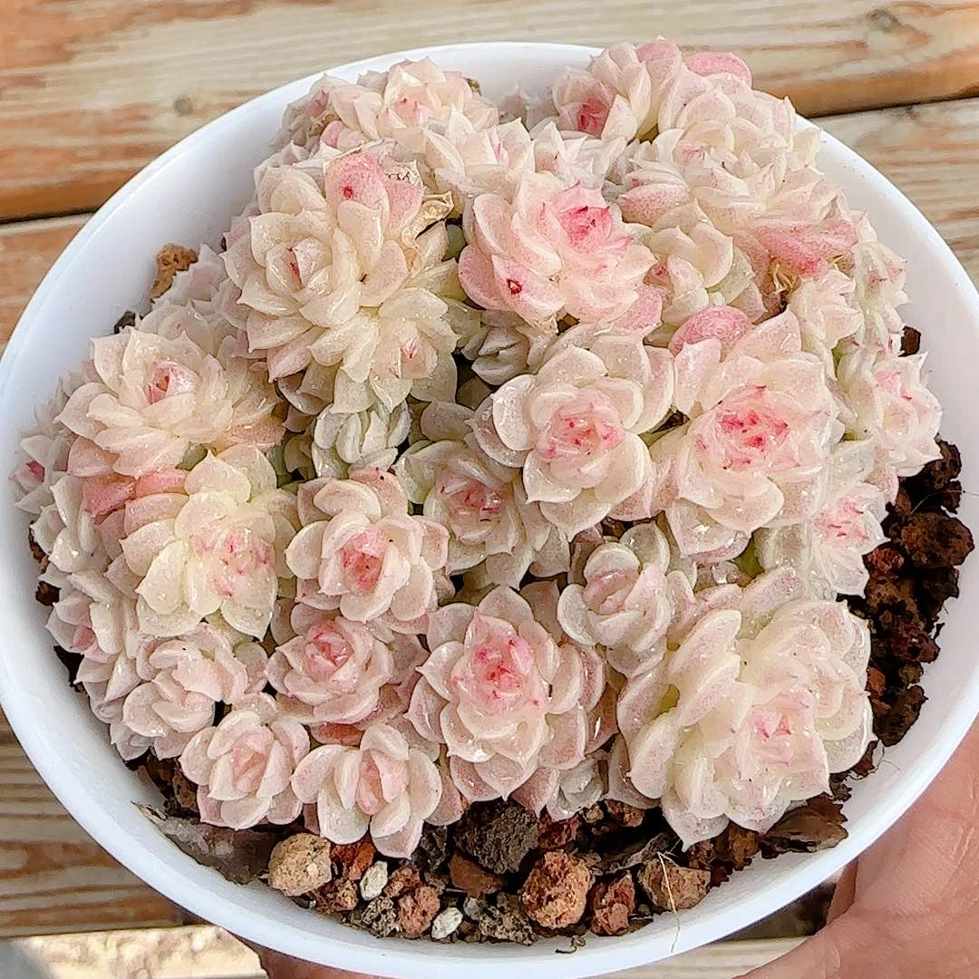 1216-88（fm-8-1）优选