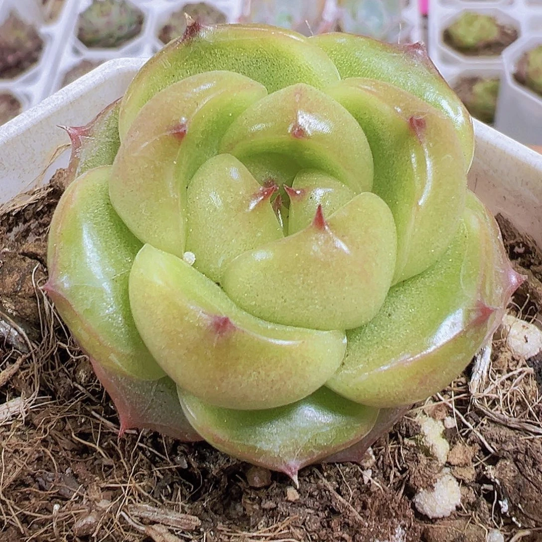 灯泡珍妮19包邮多肉植物