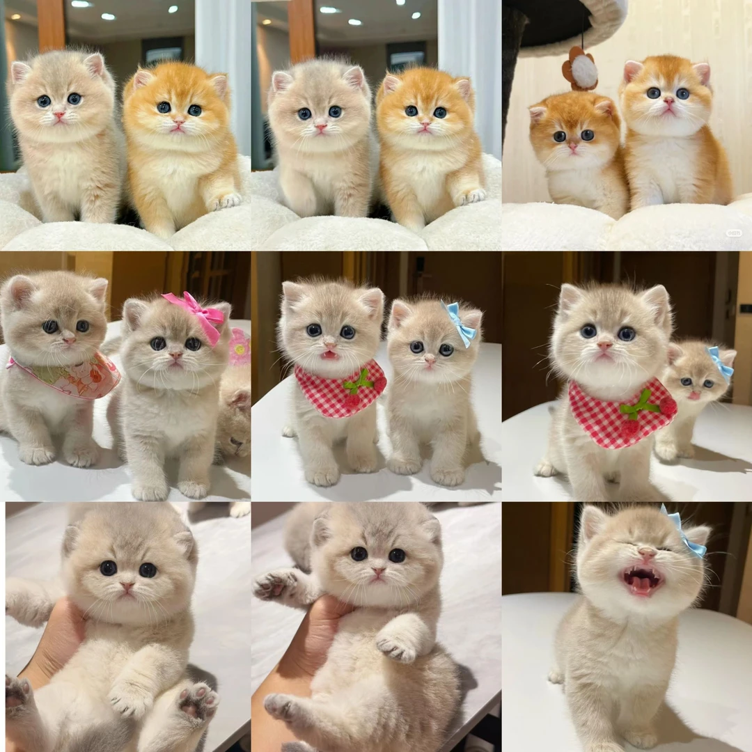 【星梦猫舍】宠物猫