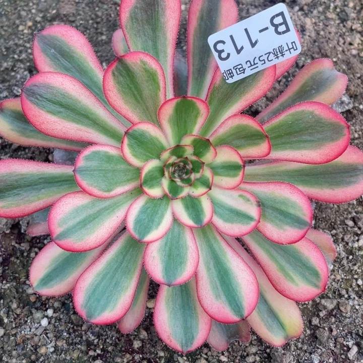 113初恋多肉12345678