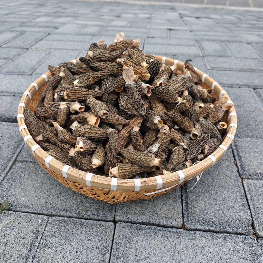 伏牛山高海拔农户羊肚菌