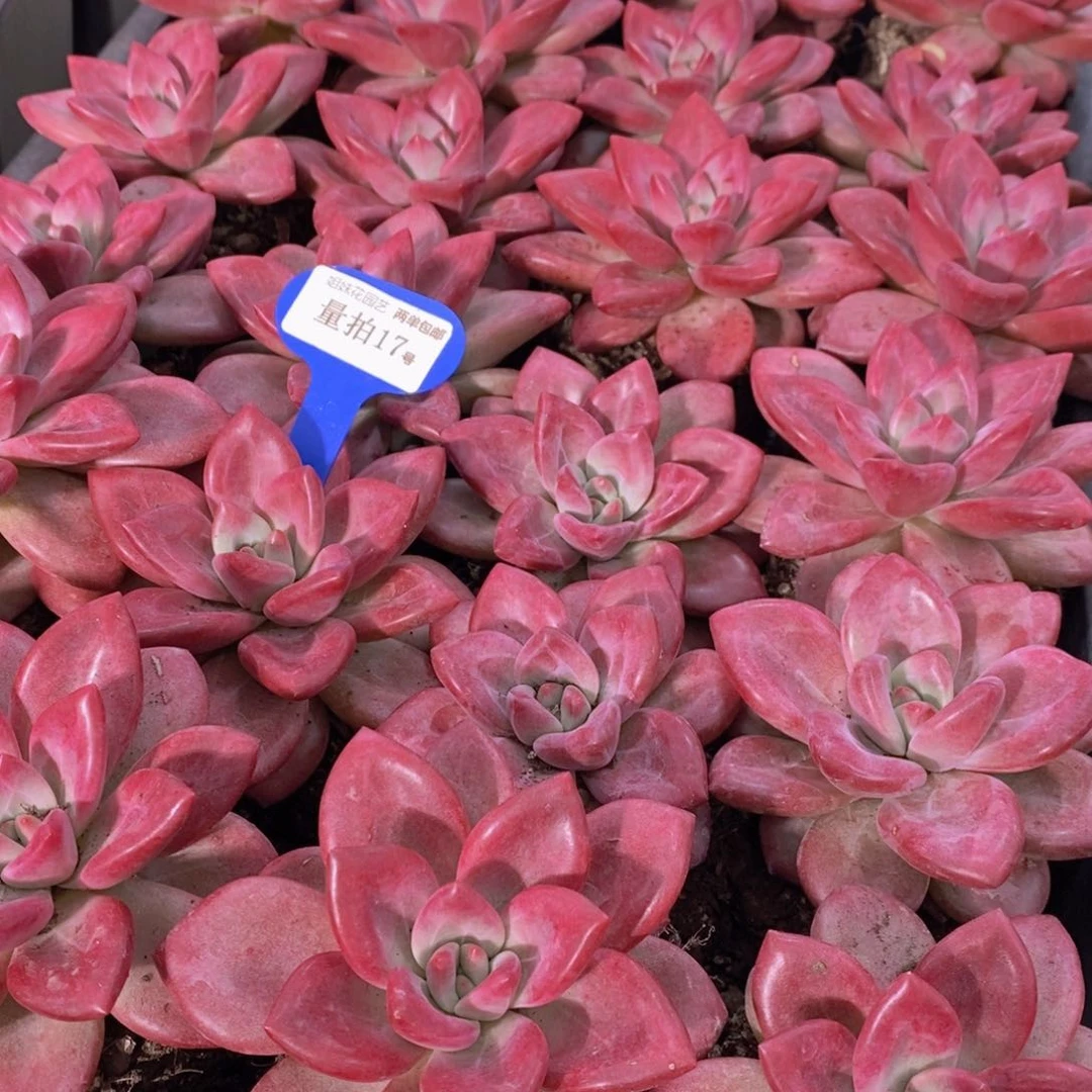 量拍17号 精品大母本赫菲斯托单头一个