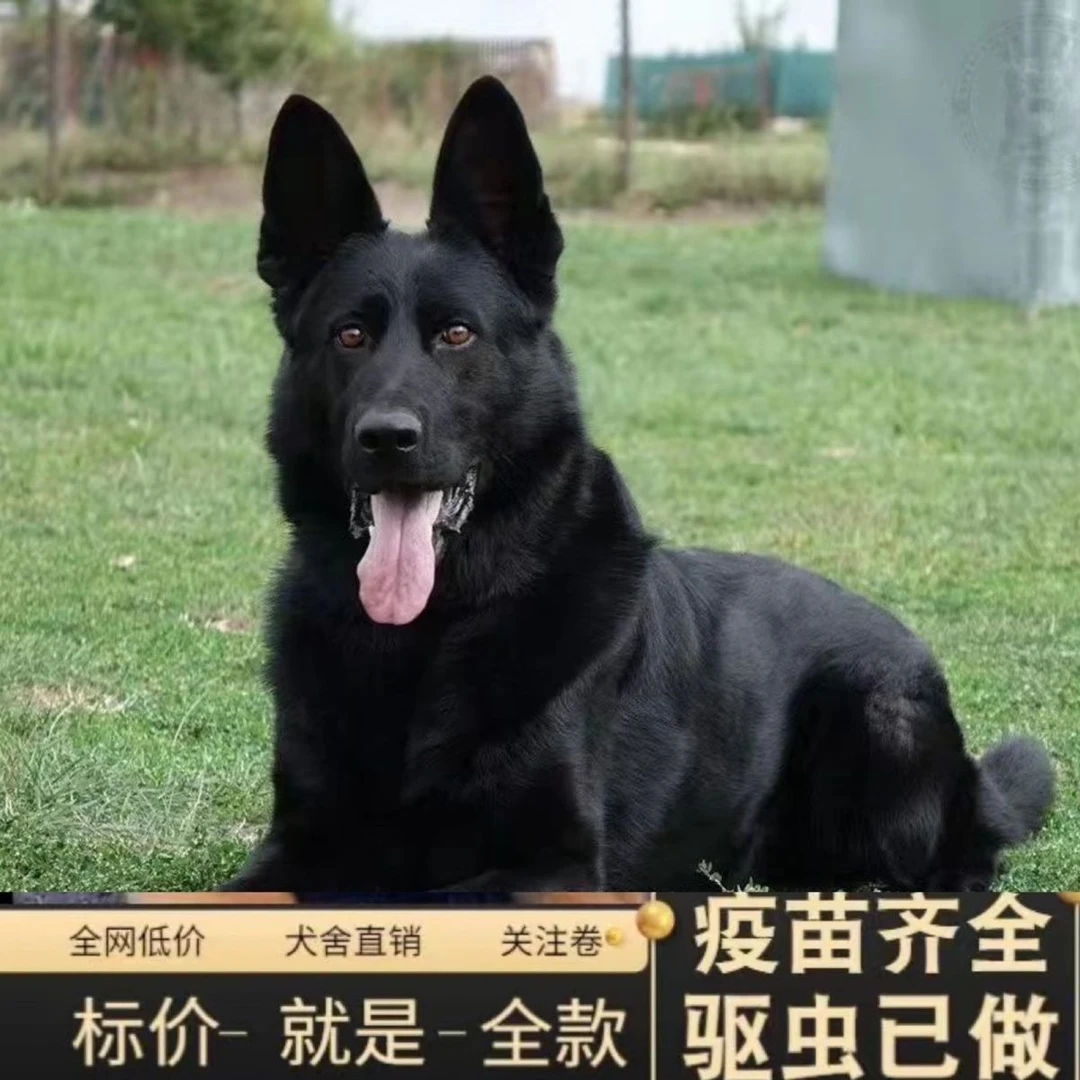 【领养】东德大型牧羊犬活物纯黑护院幼犬警犬护卫狼狗黑色放羊活体