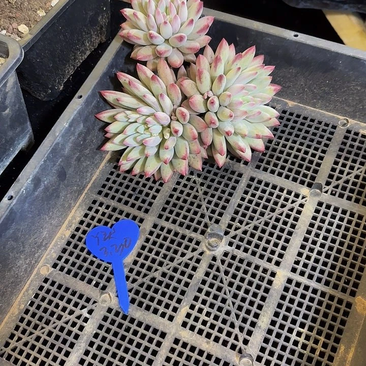 丫*?虞美人多肉美美哒的