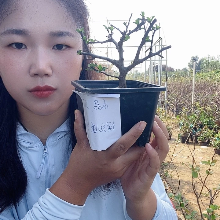 无花朵深红八重一代