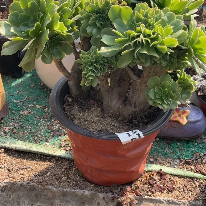 27号绿羊绒缀化多肉