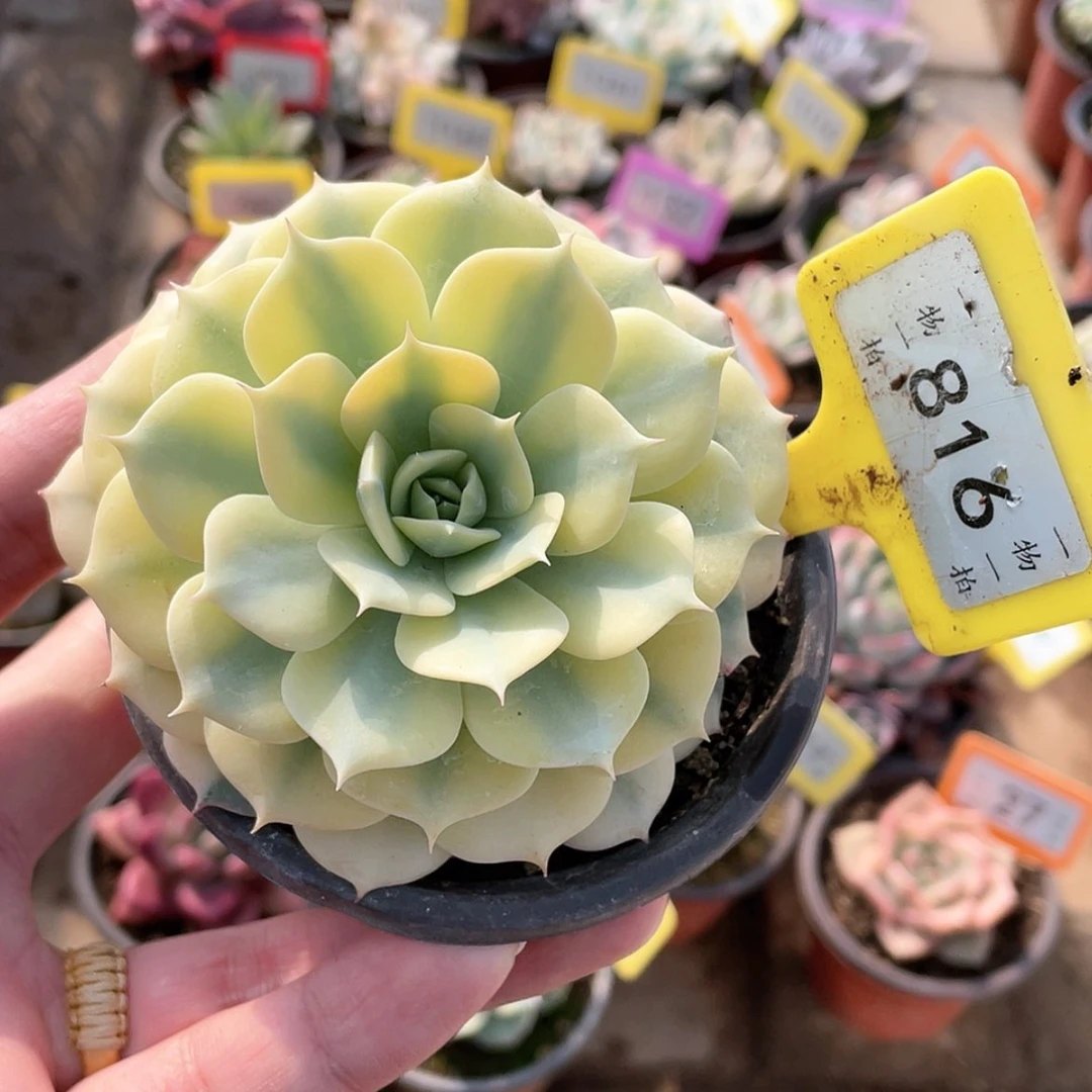 【闪购商品】816号