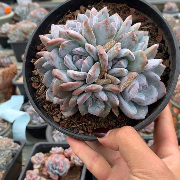 无砍石榴籽小脸八头