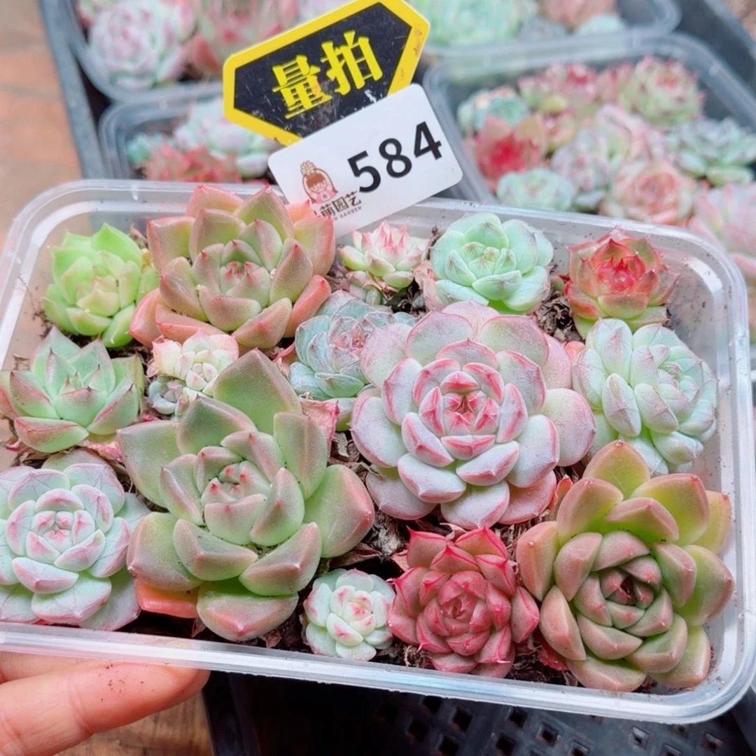 多肉植物多肉植物