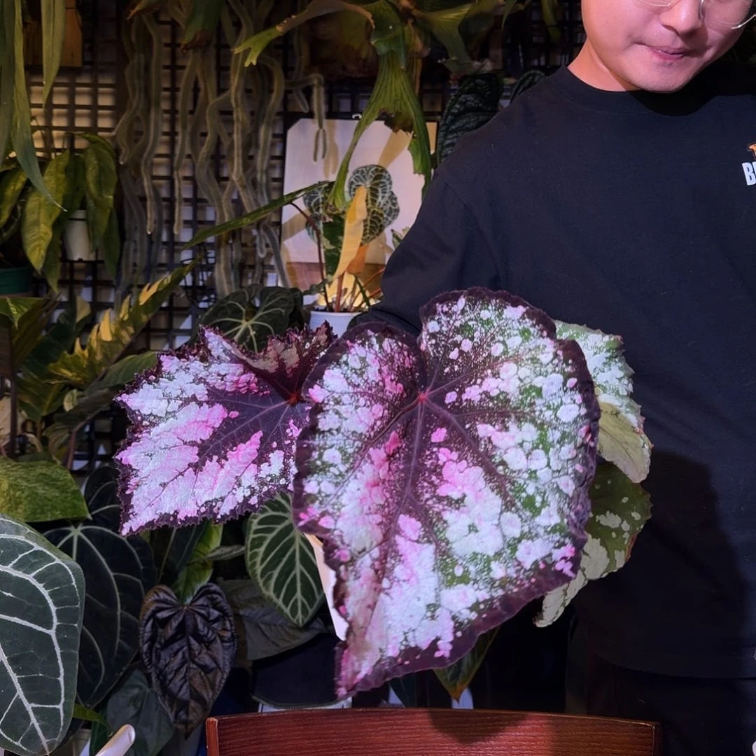 完全开放N111五彩斑斓