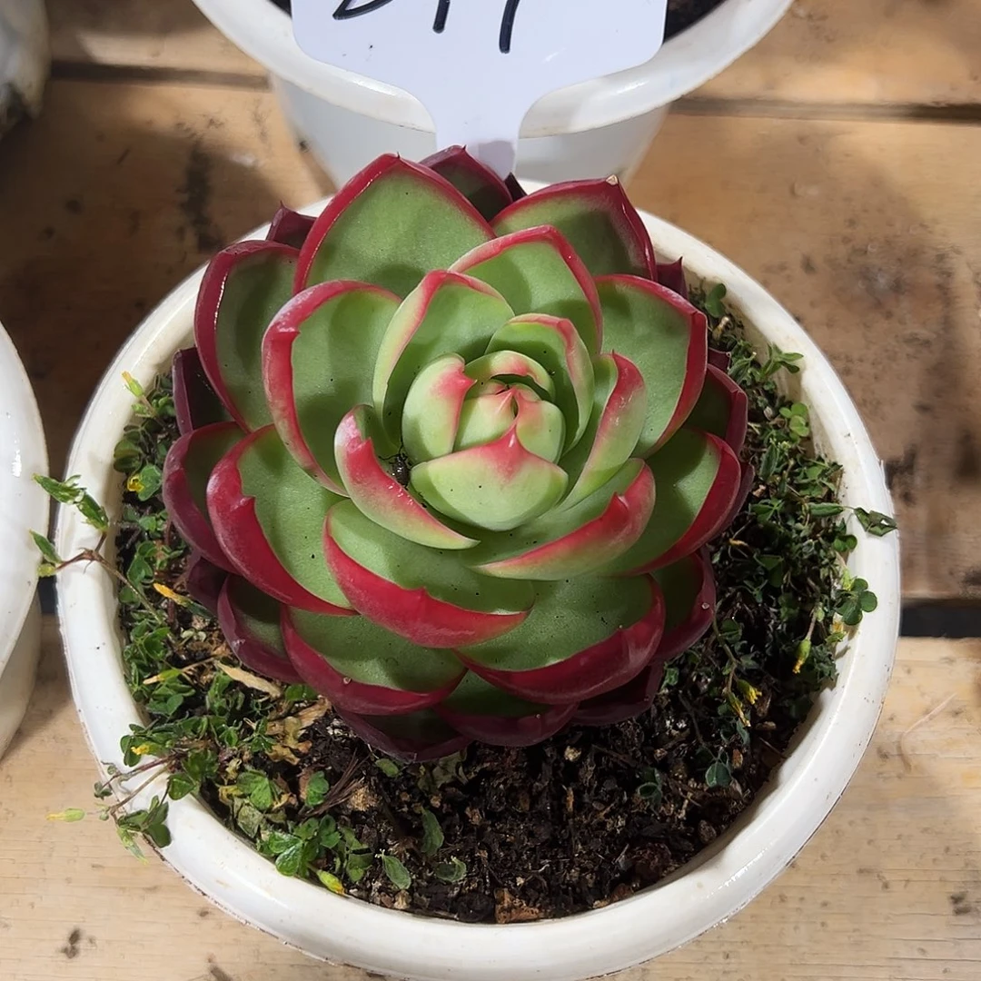 小***张惊鸿仙子一物一拍279号