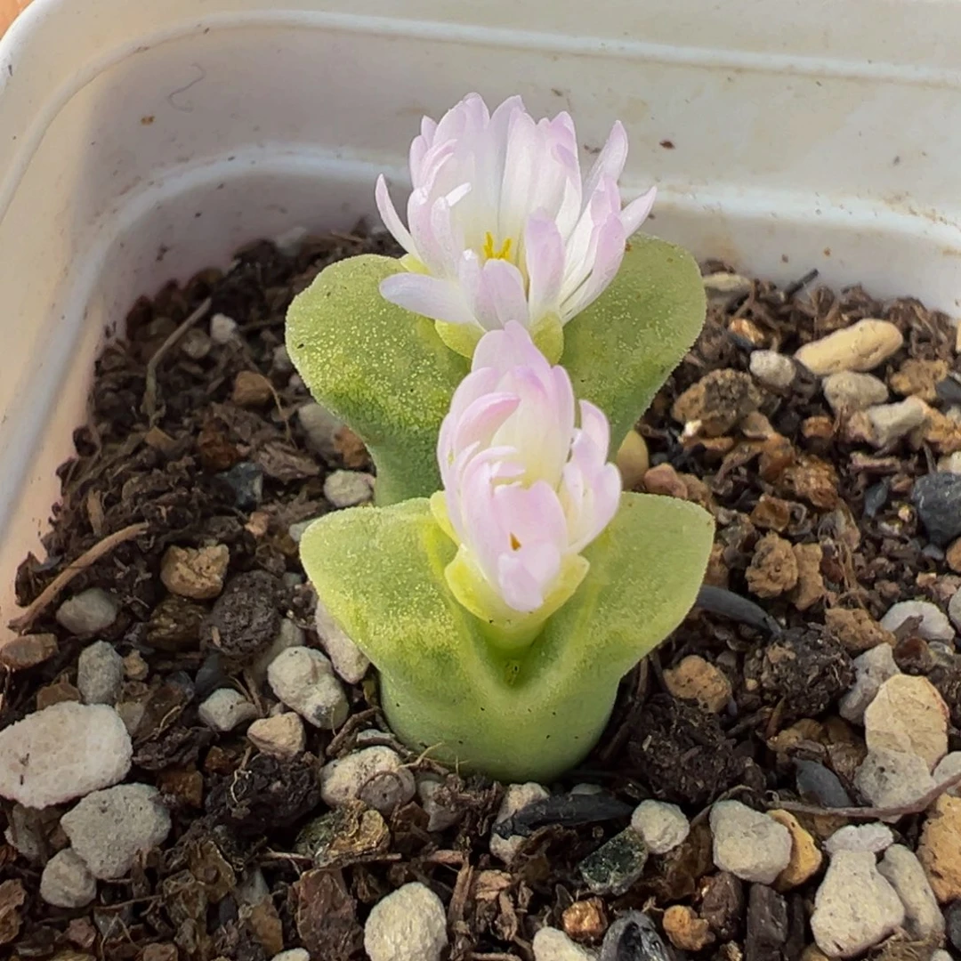 452多肉植物种类多样