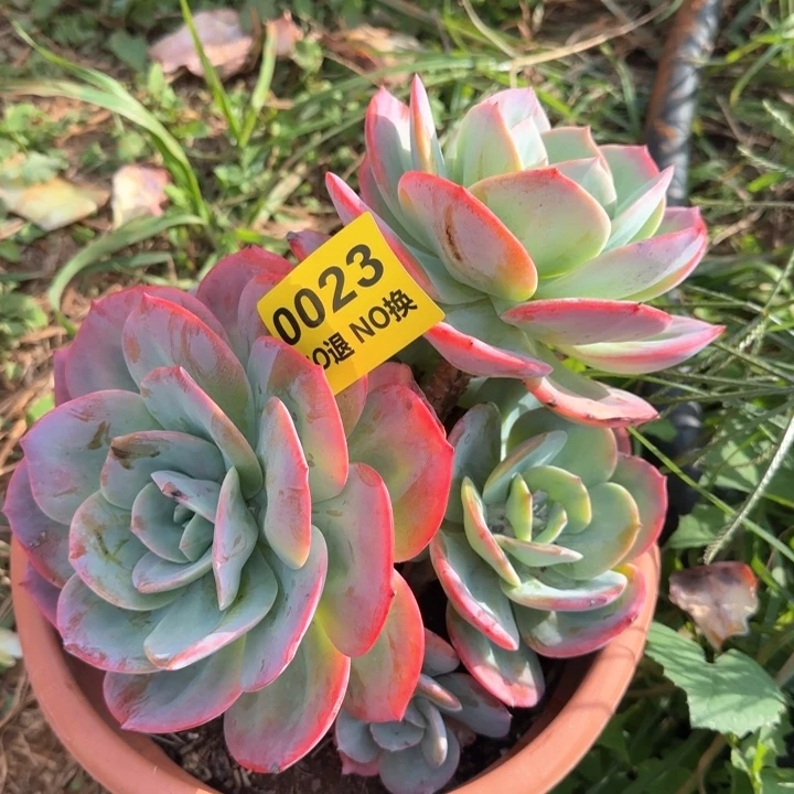 23号无砍血凤群生
