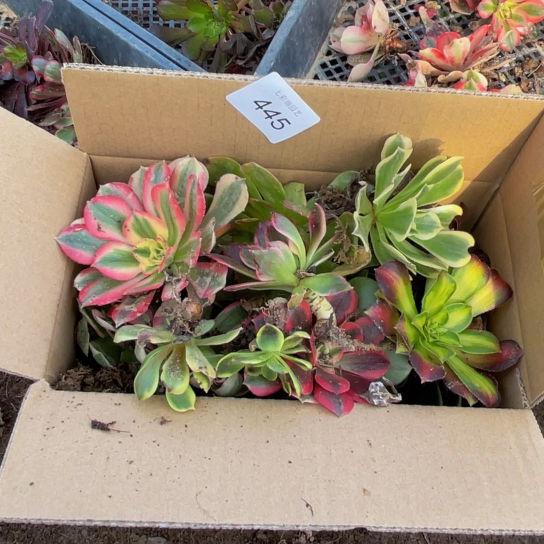 445箱拍无售后大小都有