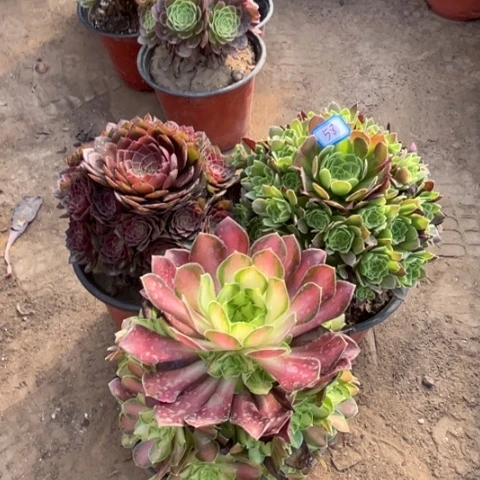 58多肉植物组合，
