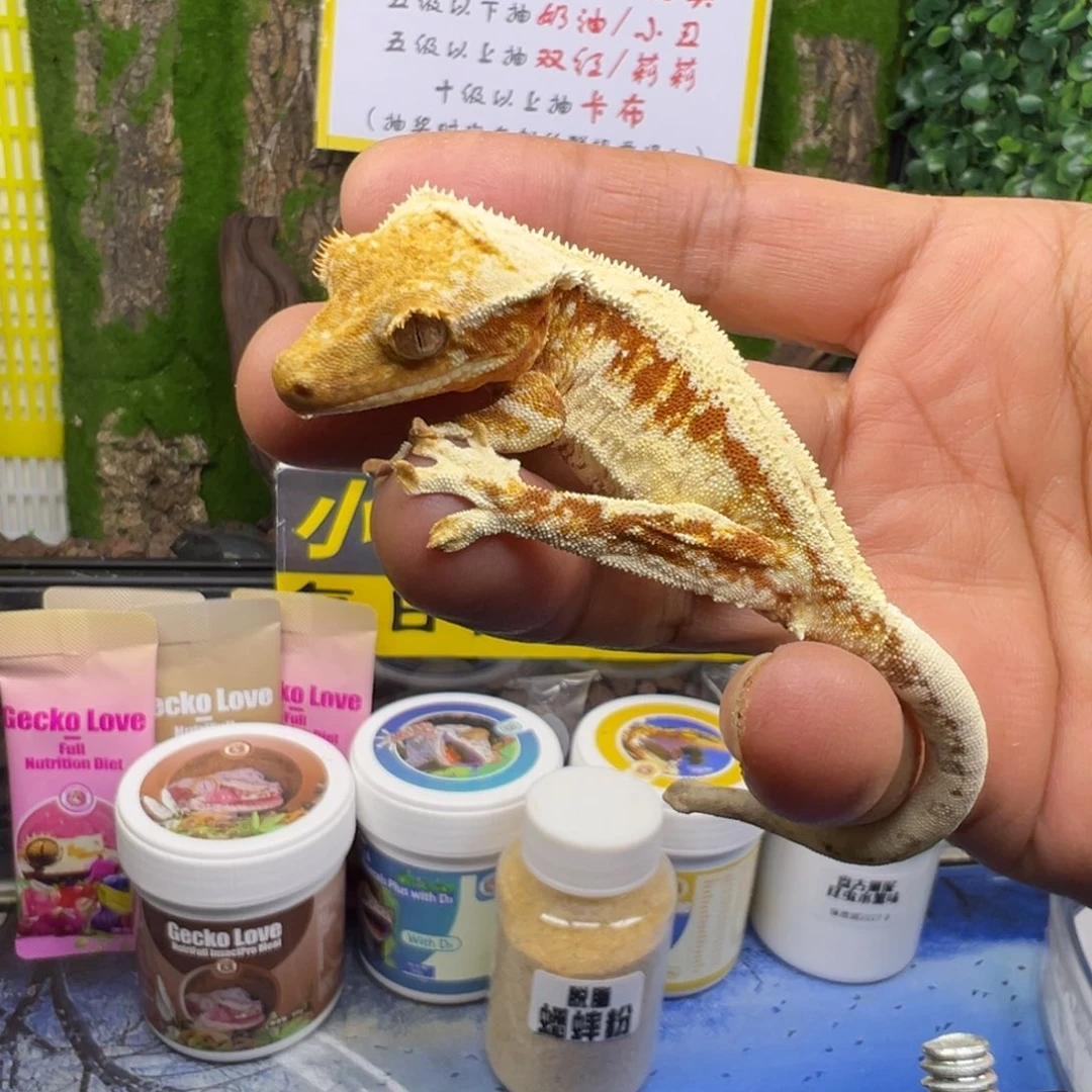 睫角守宫红底莉莉