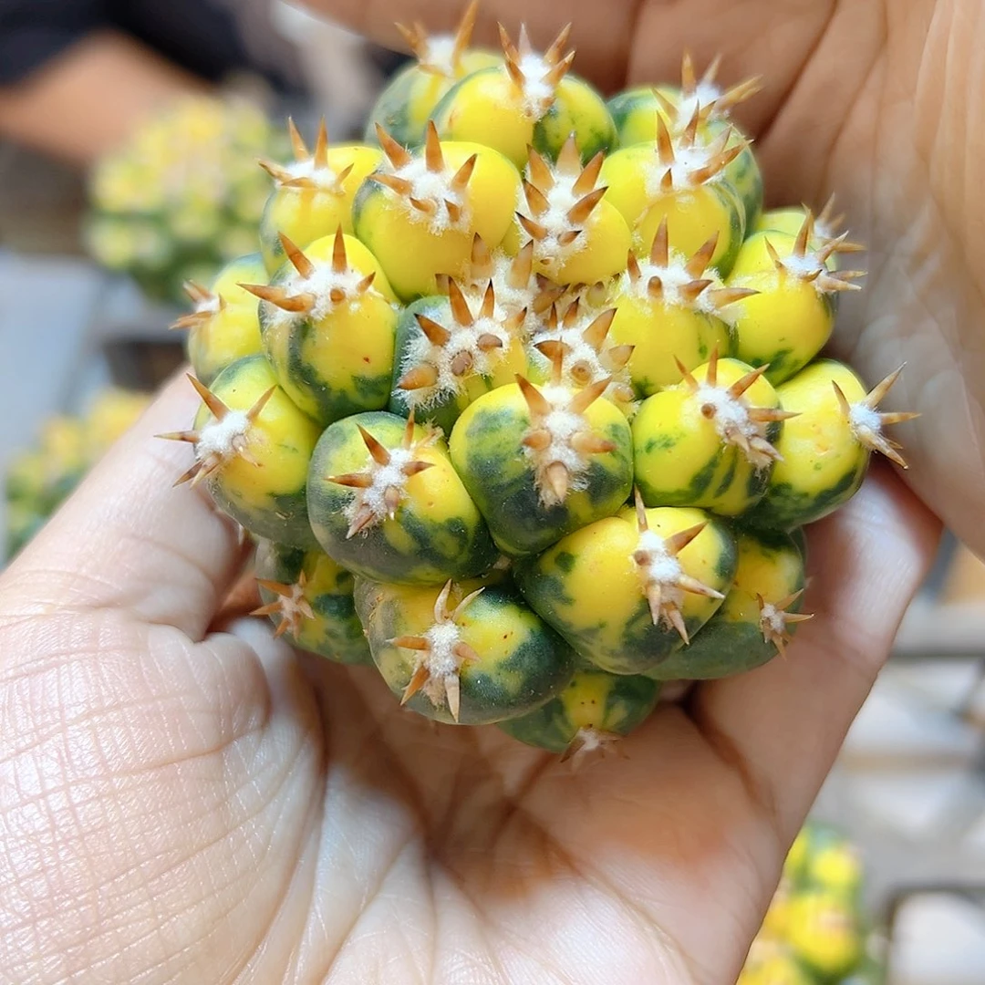 短豪刺獠牙锦无根7公分尤接