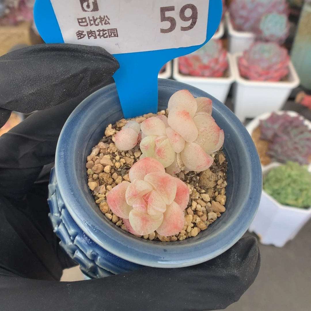 59 粉透冰玉多肉多肉