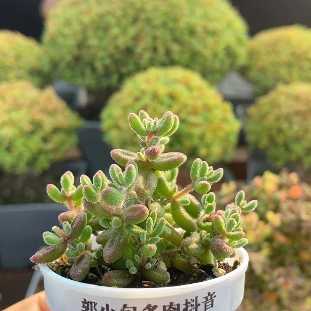 实生红宝石2084。