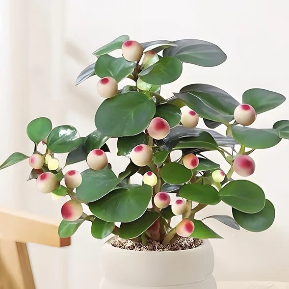 新疆包邮！小盼菩提，喜水耐活！