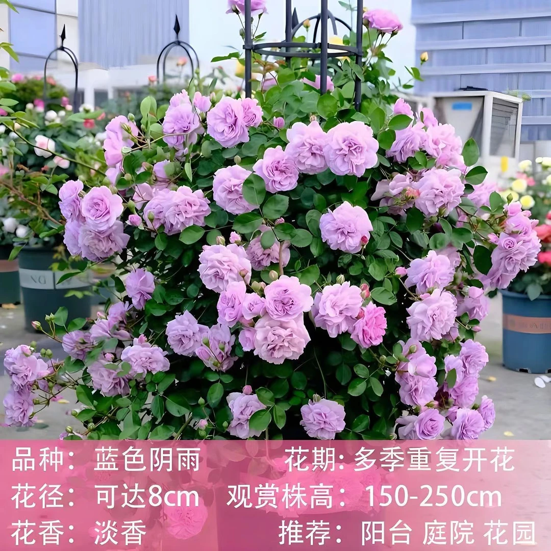 【蓝色阴雨】爬藤月季花苗藤本浓香四季好养活庭院阳台盆栽地栽