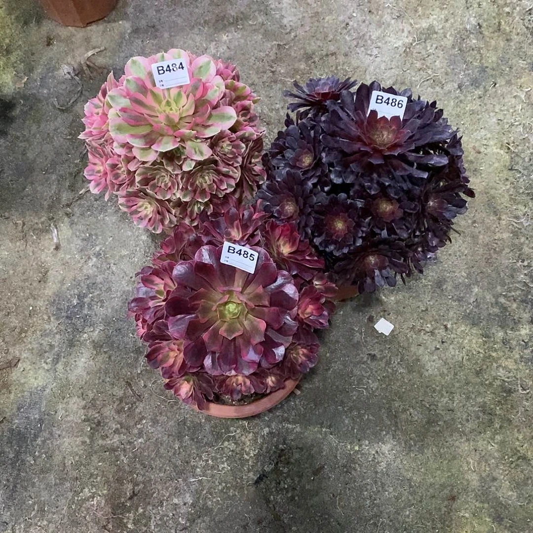 陈*女巫484黑铜壶486美杜莎485