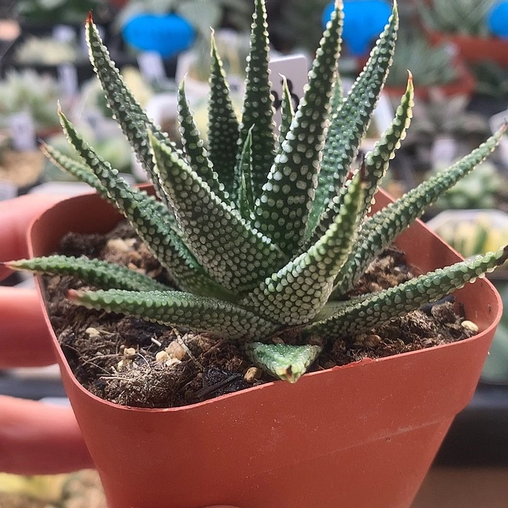 23号地上星硬叶一物一拍