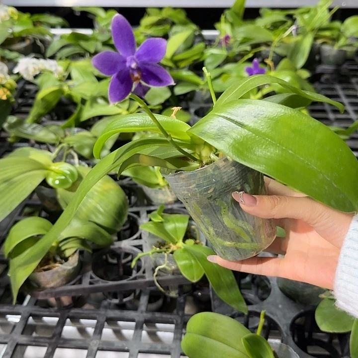 大部分开放少量花苞蓝猫