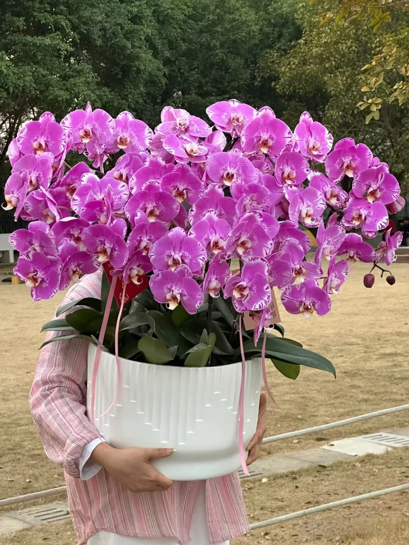 3.5寸（藏宝图）蝴蝶兰不带花剑叶片破损不售后