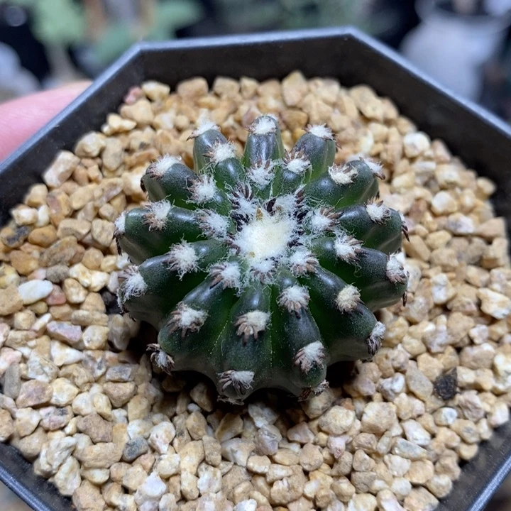 实生奇特球316号3.3cm