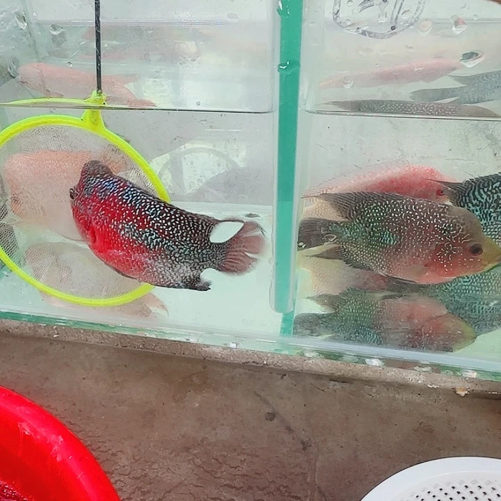 罗汉鱼啊啊啊啊啊啊啊啊啊