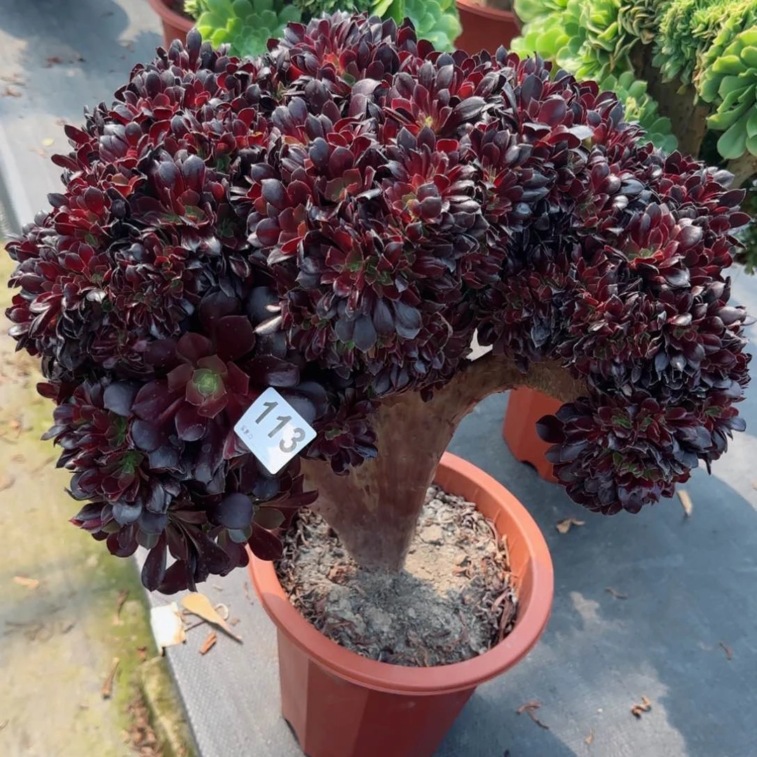 青*113多肉植物欧缀