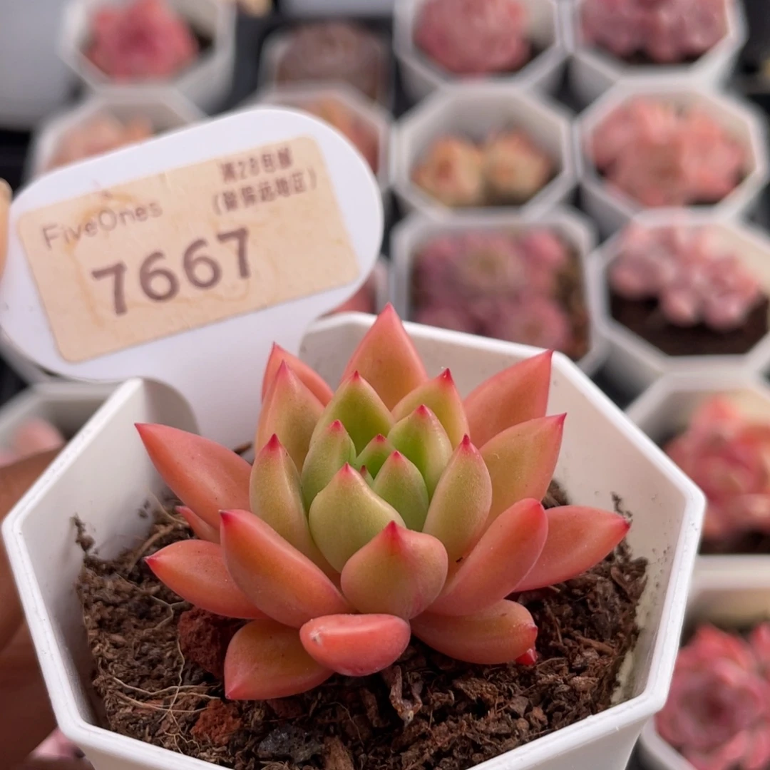 红酒7667-4.5厘米